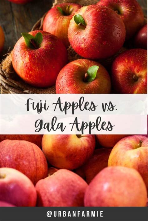 what apples are similar to gala